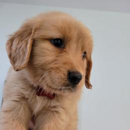 Golden Retriever Puppies from Golden Coast Kennels