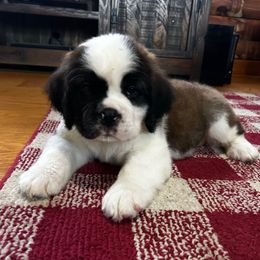 Pink Collar - Female - Brown and white female Saint Bernard puppy in New York from Johnson Farms