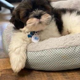 Lhasa Apso Puppies from Lots of Lhasa Love