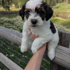 Teal Girl - Wheaten female Whoodle puppy in Kalispell, Montana from Countryman Whoodles