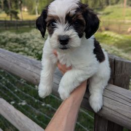 Teal Girl - Wheaten female Whoodle puppy in Kalispell, Montana from Countryman Whoodles