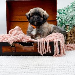 Teddy - Merle male Shihpoo puppy in North Carolina from NC Doodle Puppies