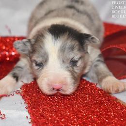 Frost - Blue merle male Miniature Australian Shepherd puppy in Patterson, North Carolina from DreamLine Aussies