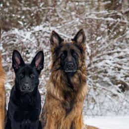 German Shepherds from Stephanie Uhelsky