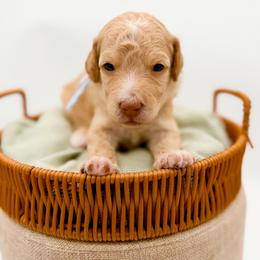 Logan - Apricot male Goldendoodle puppy in North Carolina from Tuxedo Mountain Doodles