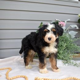 Cedar - Tri-color male Bernedoodle puppy in Honey Brook, Pennsylvania from Green Ridge Puppies