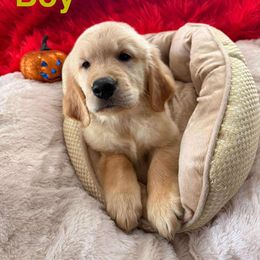 Grey - Golden female Golden Retriever puppy in Huntington Beach, California from American True Golden retriever