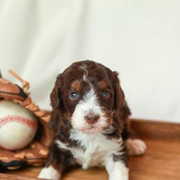 Strike - Tri-color female Bernedoodle puppy in Jackson, Missouri from Pincksten Family Doodles