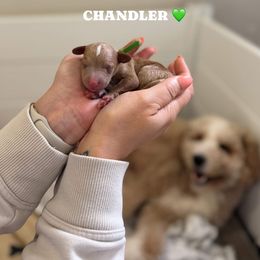 Chandler - Red  male Goldendoodle puppy in Benton, Arkansas from Cozy Creek Doodles