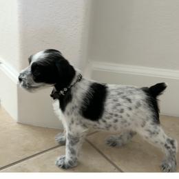 Rocky-Baby boy 1 - Parti male Miniature Schnauzer puppy in Sacramento, California from Valdez Mini Schnauzers