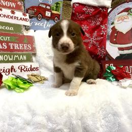 Border Collie and Jack Russell Terrier Puppies from CP FARMS BORDER COLLIES N JACKS CORP