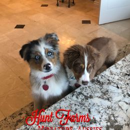 Australian Shepherd and Miniature Australian Shepherd Puppies from Hunt Farms Mini Aussies