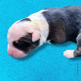 NILES - Blue Merle Male - Blue merle male Australian Shepherd puppy in Gainesville, Texas from Lady Luck Aussies