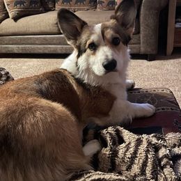 German Shepherds and Pembroke Welsh Corgis from Snowpine Ranch