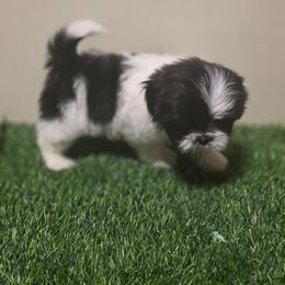 Boy Six - Black and white male Shih Tzu puppy in New Bern, North Carolina from Kuddly Creatures