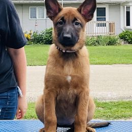 Belgian Malinois Puppies from Pyrex Kennels