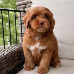 Breeze - Caramel red male Australian Labradoodle puppy in Nashville, Tennessee from SF Australian Labradoodles