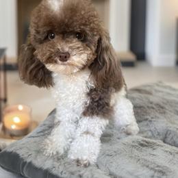 Poodle All Grown Up from Divine Poodles