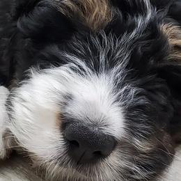 Aussiedoodles, Bernedoodles, and Double Doodles from Saltwater Doodles