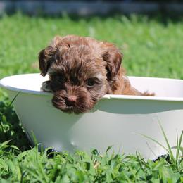 Russian Tsvetnaya Bolonka Puppies from Pink Lotus Kennels