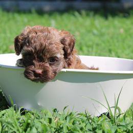 Russian Tsvetnaya Bolonka Puppies from Pink Lotus Kennels