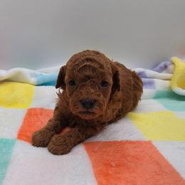 Winnie - Red  female Poodle puppy in Kannapolis, North Carolina from Carolina Great Danes & Toy Poodles