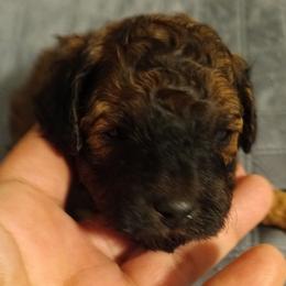 Girl two - Chocolate female Cavapoo puppy in East Providence, Rhode Island from Marta's Cavaliers