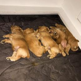 Miniature Schnauzer Puppies from Laurel Crown Schnauzers
