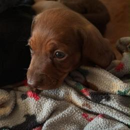 Boy 3 - Cream male Dachshund puppy in Bardstown, Kentucky from A & J Doxies