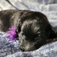 Purple - Black female Belgian Sheepdog puppy in Virginia Beach, Virginia from Sea Major Belgians