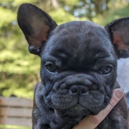 Cash - Brindle French Bulldog puppy in Salem, Virginia from Alpine Kennel