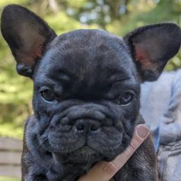 Cash - Brindle French Bulldog puppy in Salem, Virginia from Alpine Kennel