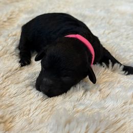Melanie - Black female Havapoo puppy in Olympia, Washington from Che Bella Amore Lagotti