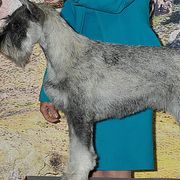 Anatastia - Standard Schnauzer