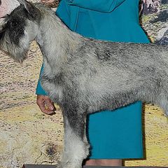 Anatastia - Standard Schnauzer