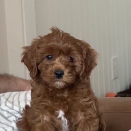 Minnie - Red Cavapoo puppy in Bozrah, Connecticut from Cedar Creek Farm