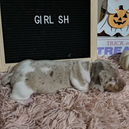 Millies dapple - Dapple female Dachshund puppy in Rosanky, Texas from Sandy Creek Minatare Dachshunds