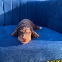 Sadie - Brindle female Dachshund puppy in New Albany, Mississippi from Double A. Doxies