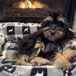 Mistletoe (tiny micro mini) - Phantom female Bernedoodle puppy in Monument, Colorado from Colorado Dreamin Doodles