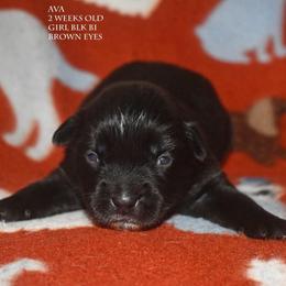 Ava - Black & white female Miniature Australian Shepherd puppy in Patterson, North Carolina from DreamLine Aussies