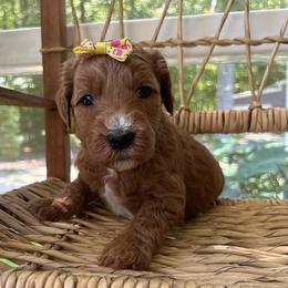 Sunny - Red  female Goldendoodle puppy in Camden, North Carolina from Oopsie Doodles of NC
