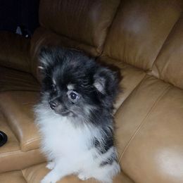 Hunnibunnies mizu - Tri-colored male Pomeranian puppy in Cleveland, Ohio from Hunnibunnies