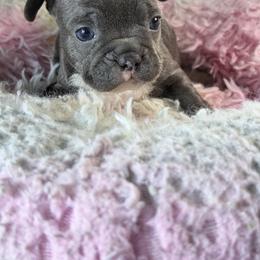 Shadow - Blue male French Bulldog puppy in St. Cloud, Florida from M & A Frenchies