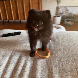 Teddy - Black male Pomeranian puppy in Springfield, Missouri from Hope Mountain Pomeranians
