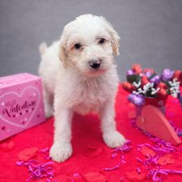 Dill - Cream male Aussiedoodle puppy in Wilkinsville, South Carolina from Feather Branch Farm and Kennel