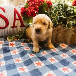 Shiloh - Golden female Golden Retriever puppy in Ramona, California from SDPREMIERGOLDENS
