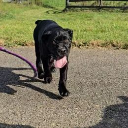 Peony (Purple Collar) - Black female Cane Corso puppy in Henry, Virginia from Hardradas Dynasty Cane Corso