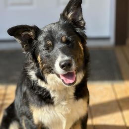 Idaho - Border Collie