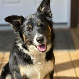 Idaho - Border Collie
