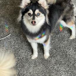 Lola - Pomsky